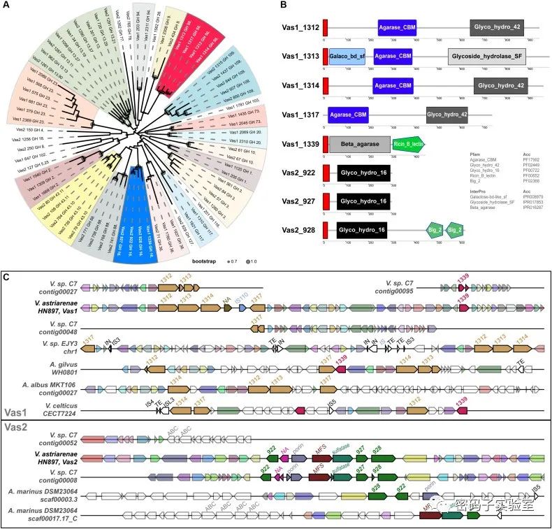 微生物基因组研究：新种鉴定、进化分型和比较分析
