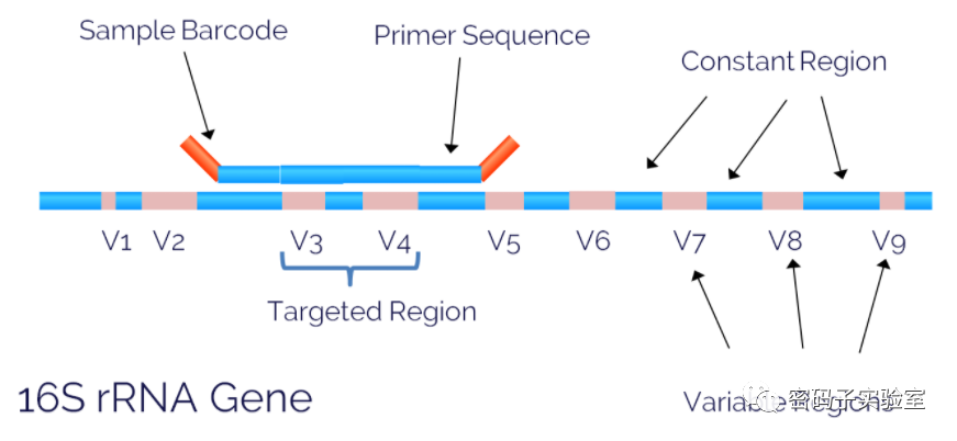 微生物菌群多样性研究—原始数据质控(图1) 图片