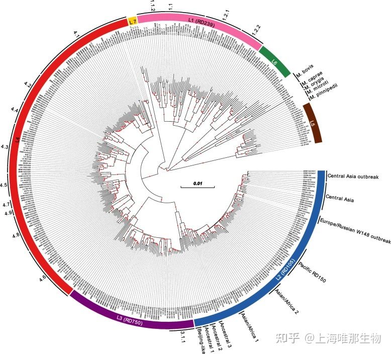 比较基因组学在细菌基因组中的应用(图3) 比较基因组学在细菌基因组中的应用(图3)