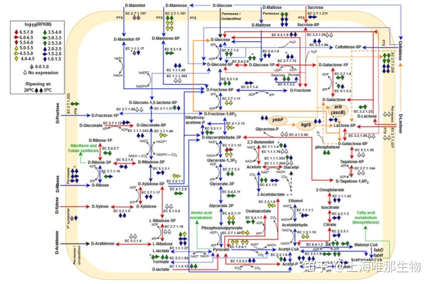 比较基因组学在细菌基因组中的应用(图5) 比较基因组学在细菌基因组中的应用(图5)