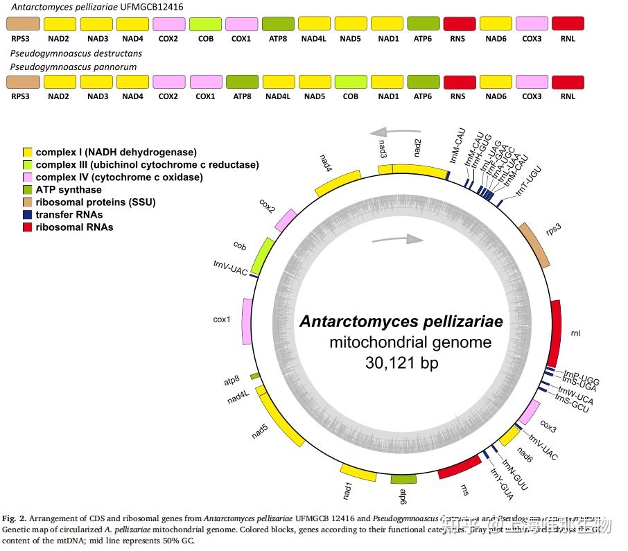 基因组测序在真菌基因组中的应用(图2)