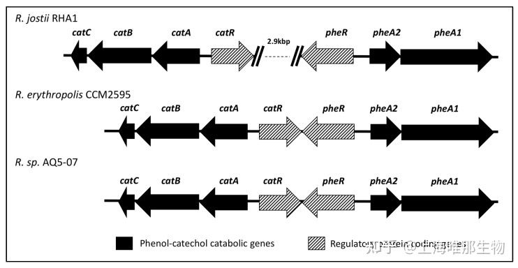 基因组测序在细菌基因组中的应用（一）(图4)