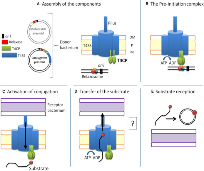 Type IV secretion system:T4SS知识介绍3(图2) Type IV secretion system:T4SS知识介绍3(图2)