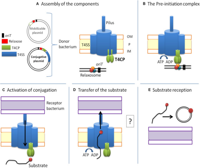 Type IV secretion system：T4SS知识介绍3(图2)